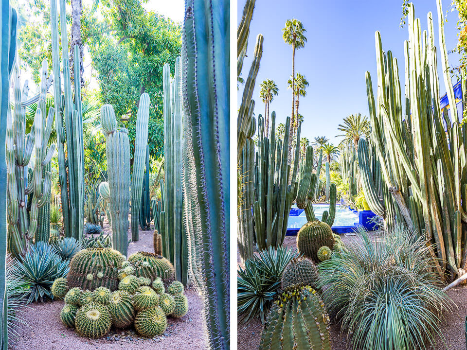 Majorelle Garden in Marrakech - cacti abundance