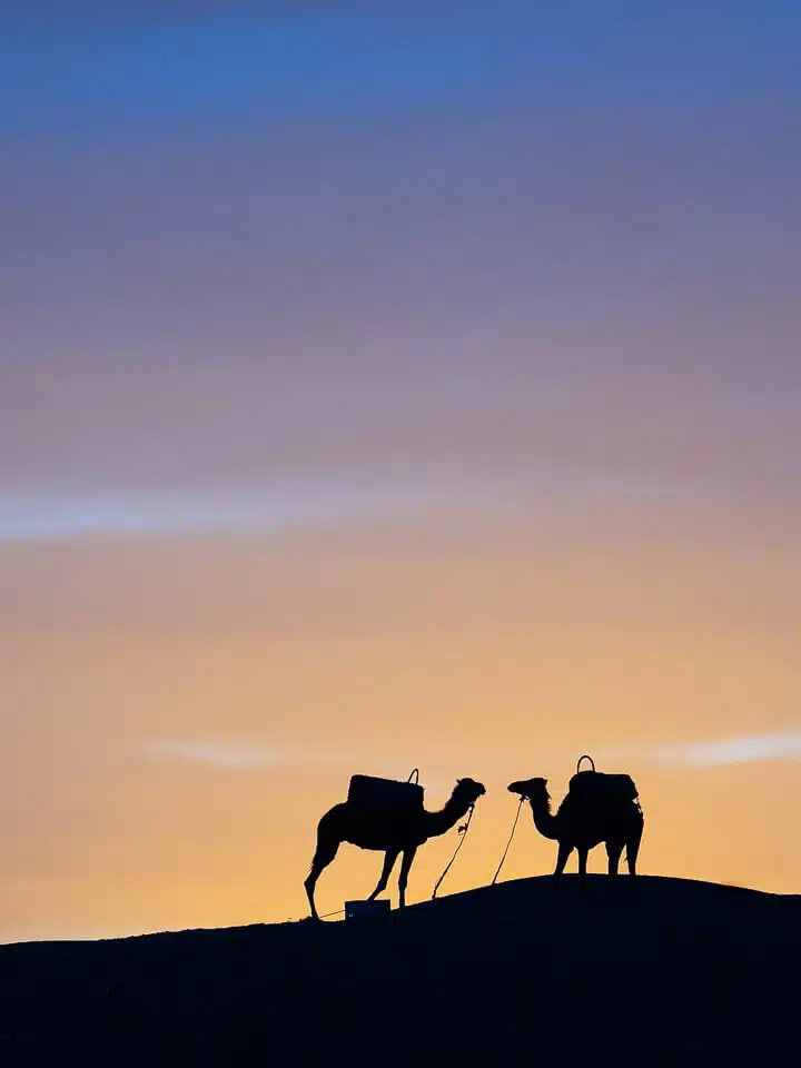 Chameaux dans le désert près de Marrakech, Maroc.