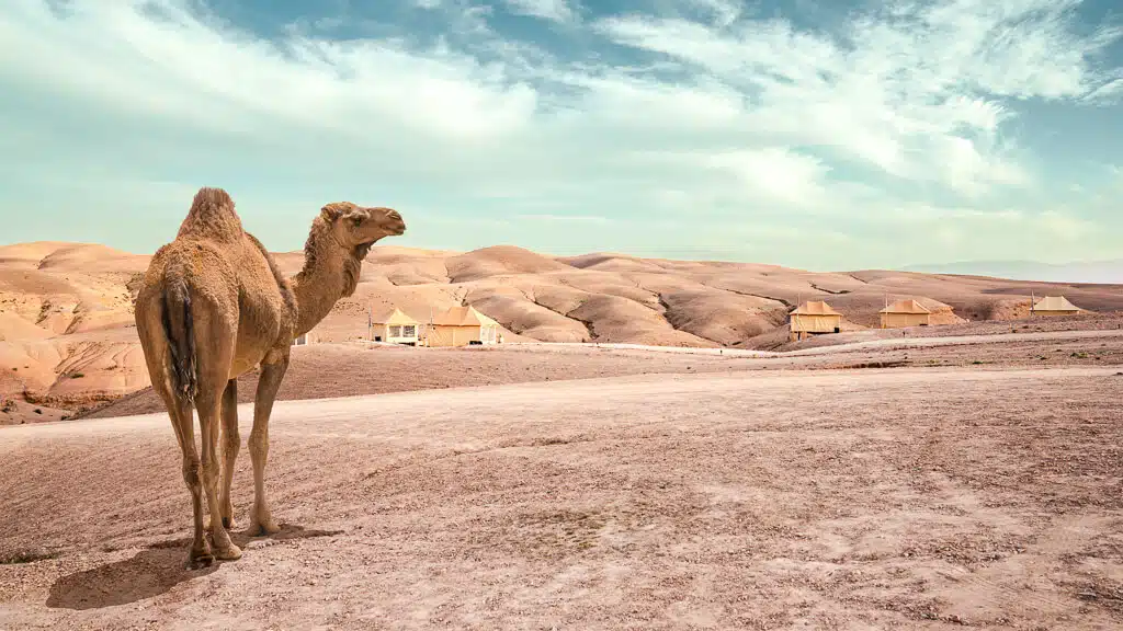 Entdecke die 10 schönsten Tagesausflüge ab Marrakesch. Ob Berberdörfer, Strände oder Wasserfälle, wie stellen die besten Ausflugsziele vor.